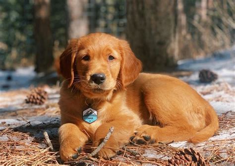 17 Best Red Golden Retriever Breeders