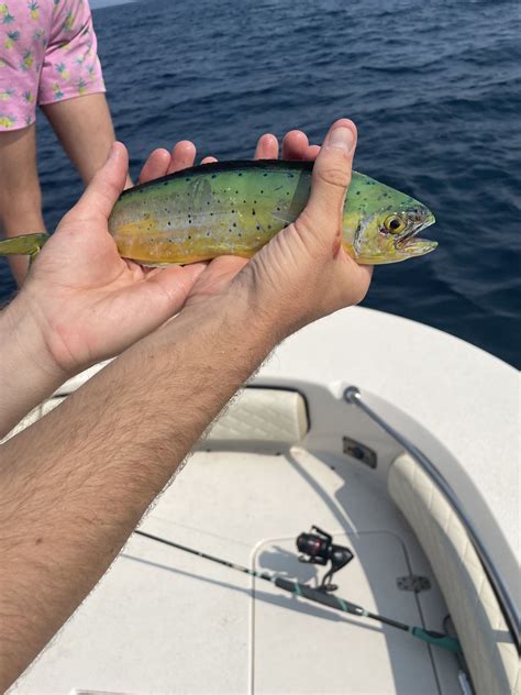 florida fishing season  time  catch fish  florida