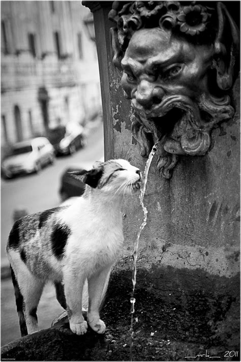 Кот у фонтана. Италия, 2011. Фотограф Mirko Perrone / Фото / Камералабс