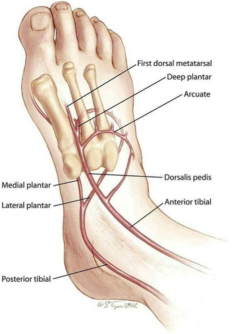 Anterior Tibial Artery