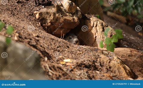 Groundhog Peeking Out from the Entrance of Its Burrow Amongst a Cluster of Rocks. Stock Image ...