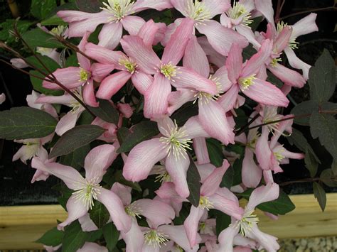 Clematis Montana Vera – Mountford Growing Community