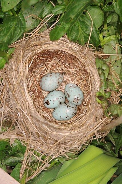 Photograph | Red-winged Blackbird Nest | Science Source Images