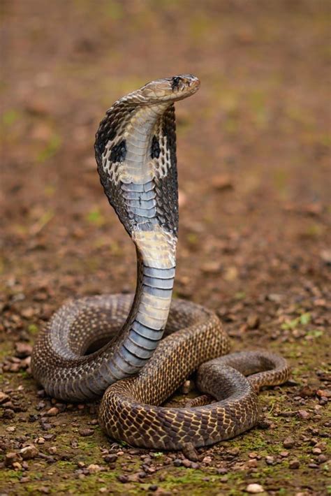 Spectabled Cobra in all its beauty. - by Eurion Kemish When the snake spirit animal appears in ...