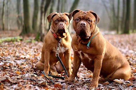 Dogue de Bordeaux: Dog breed characteristics & care