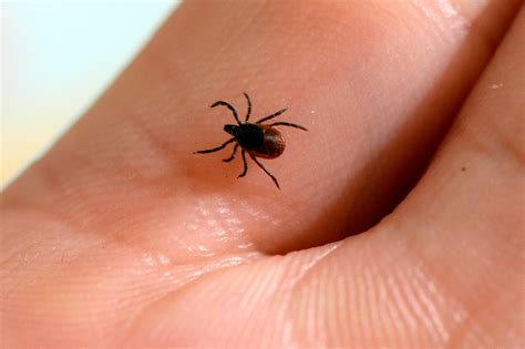 Permethrin treated clothing repels ticks that carry Lyme disease and
