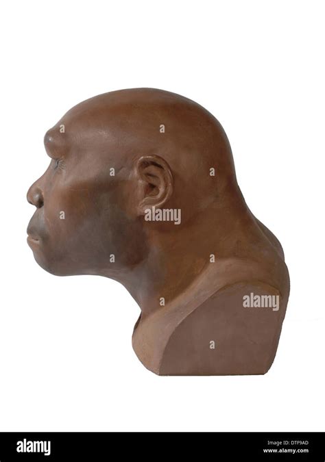 Homo erectus, Java man Stock Photo - Alamy