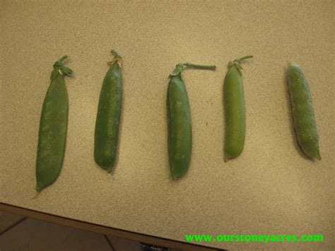 Harvest Peas - Our Stoney Acres
