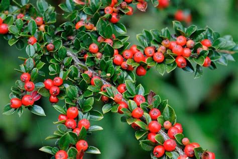 Cotoneaster horizontalis - gardenersworld.com