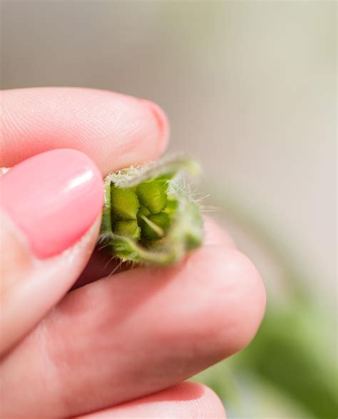 4 Reasons To Grow Borage | Crazy Garden