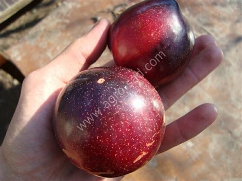 Слива Анжелина Описание Сорта Фото Отзывы – Telegraph