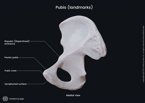 Pubic bone | Anatomy.app