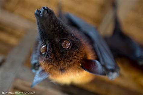 Летучие лисицы.: igorvinogradov — LiveJournal