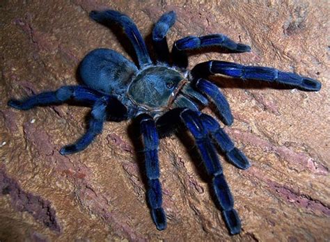 Aranha Azul E Vermelha - Daniel Hatti: 5 fascinantes e surpreendentes aranhas