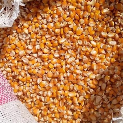 oval corn animal feed  bio fuel application style dried  rs