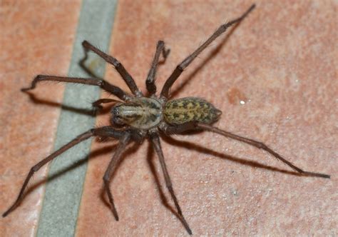 Giant house spider - Spider Pedia