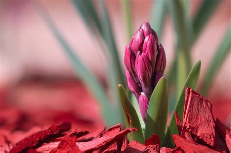 2,000+ Free Graf Hyacinth & Hyacinth Images - Pixabay