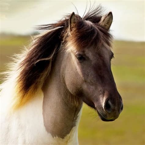 Understanding Horse Sounds: Types, Meanings, And Interpretation ...