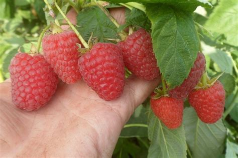 Малина Маравилла | Продажа саженцев цены питомника Крымский Дачник