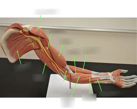 arm muscle  view diagram quizlet
