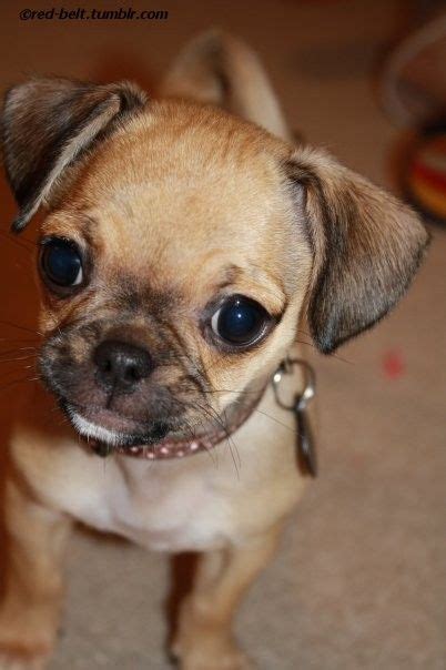 pug chihuahua mix puppies - Been No Big E-Journal Photogallery