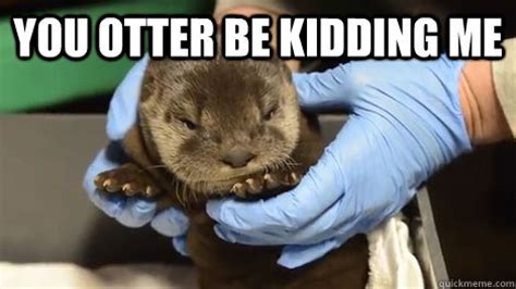 Grumpy Cat? He otter go away - Misc - quickmeme