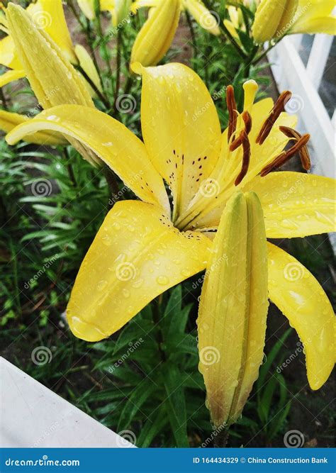 Yellow lily after rain stock image. Image of drip, lily - 164434329