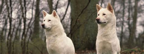 Kishu Inu Breed Guide - Learn about the Kishu Inu.