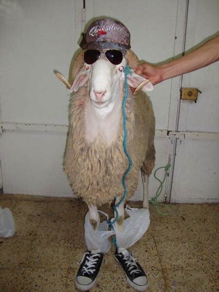 Acid Picdump (109 pics)