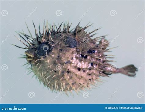 Globefish model stock photo. Image of china, fugu, dead - 80868576