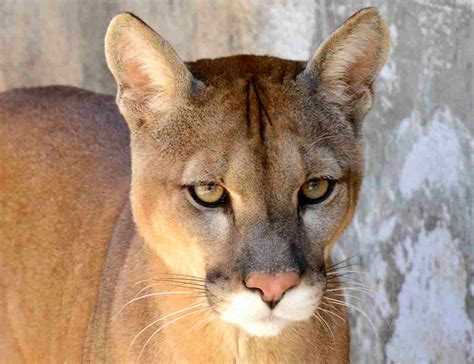Felinos Selvagens Do Brasil - Felinos Selvagens Do Brasil - FDPLEARN