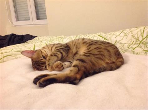 Egyptian Maus Cat are a small- to medium-sized short-haired cat breed ...