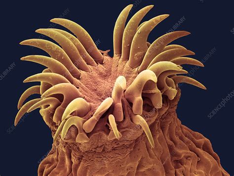 Dog tapeworm head, SEM - Stock Image - Z165/0058 - Science Photo Library