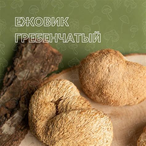 Ежовик гребенчатый-мощный ноотроп/ їжовик гребінчастий — цена 350 грн в ...