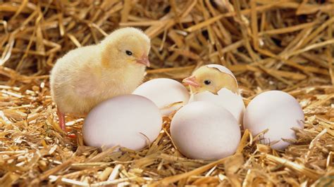 Download Hatched Egg Chick Wallpaper | Wallpapers.com