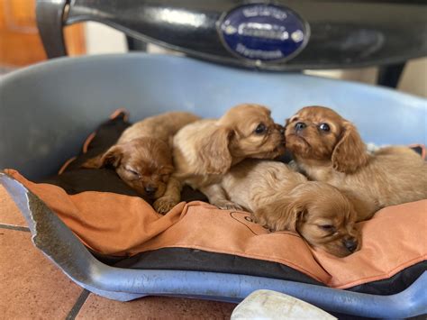 Cavalier King Charles Puppies in Sligo - Family Raised - Dogs Sale - Dogs For Sale Ireland