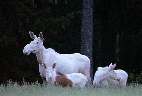 Pin by Deardre R. on moose | Rare albino animals, Albino animals, Rare ...