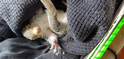 Passed Out After a Hard Day Squirrelling : r/squirrels