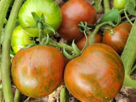 'Tomato Seeds Variety Pack' - Build Your Own - up to 30% Savings!