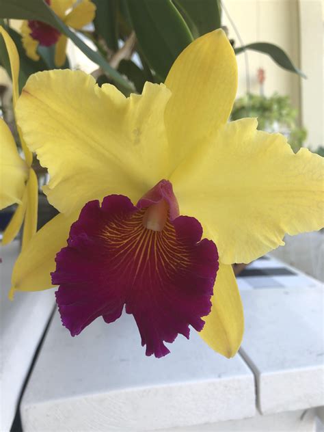 My Blooming Orchids : r/orchids