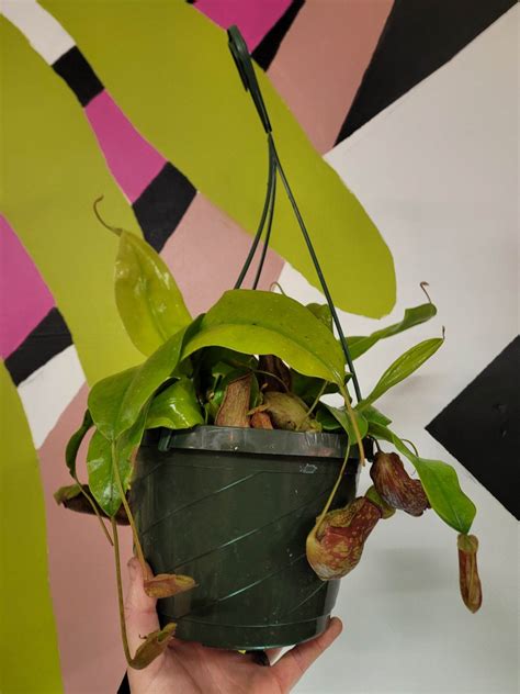 Nepenthes Gaya - The Curious Plantaholic