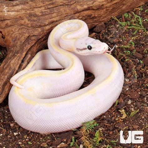 baby pastel ivory ball python female super pastel ivory create