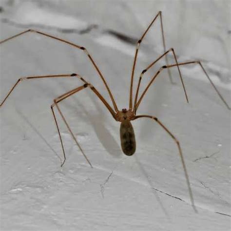 The Daddy-Long-Legs Spider: A Fascinating and Harmless Arachnid - Clear-out Group