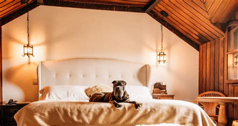 Hotel Pet Friendly Interior Sp - 20 hotéis e pousadas pet friendly no interior de São Paulo - Carpe Mundi