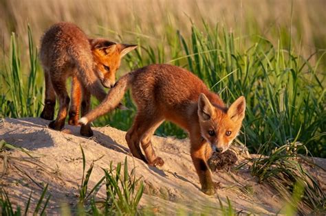 Premium Photo | Red fox small young cubs in spring nature