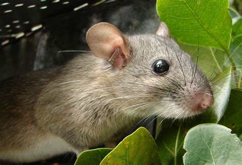 pack rat le club des rats tmdqwa
