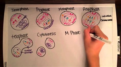 Cell Division Drawing at PaintingValley.com | Explore collection of ...