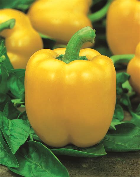 Capsicum Yellow - Pohlmans The Plant People - Phone 07 5462 0477