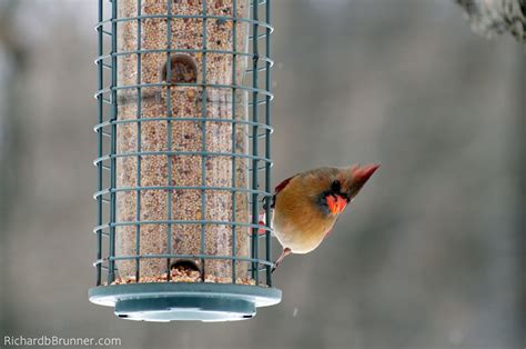 Bird feeder | RichardbBrunner