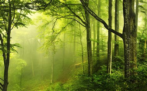 nature forest wallpaper wallpapersafari